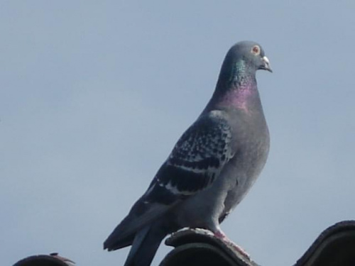 Obrazek