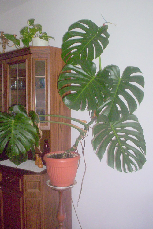 Zobacz Watek Monstera Dziurawa Monstera Deliciosa Uprawa