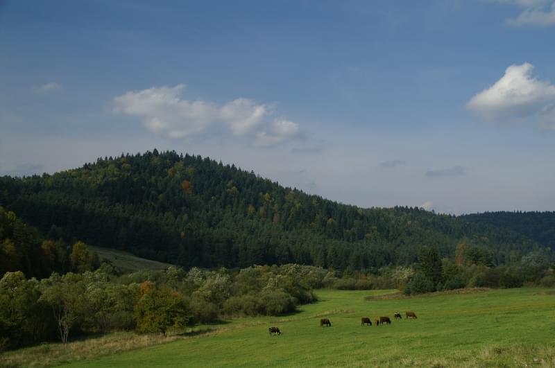 Dołączona grafika