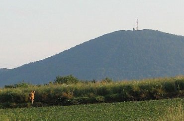 sarenka się nas wystraszyła. przeszkodziliśmy jej w konsumowaniu posiłku - w tle chełmiec :D #chełmiec #sarna