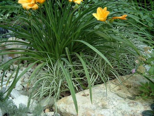 W moim ogrodzie #MÓJOGRÓD #przyroda #kwiaty #ogrod #rosliny #trawa #turzyca