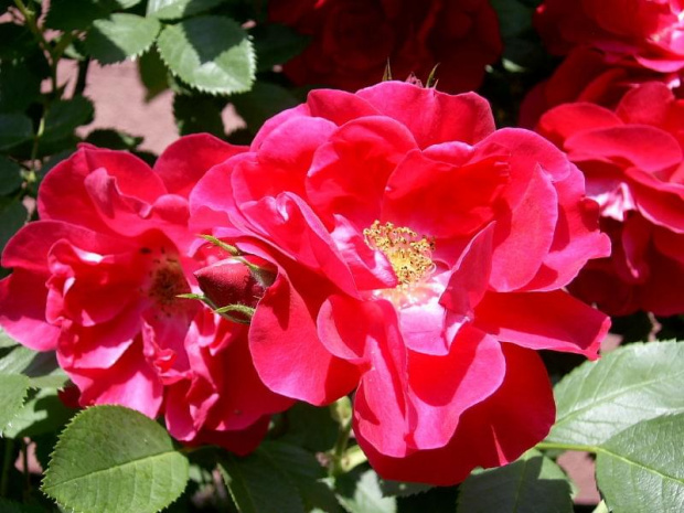 W moim ogrodzie #MÓJOGRÓD #przyroda #kwiaty #ogrod #rosliny #roza #czerwony