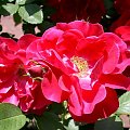 W moim ogrodzie #MÓJOGRÓD #przyroda #kwiaty #ogrod #rosliny #roza #czerwony