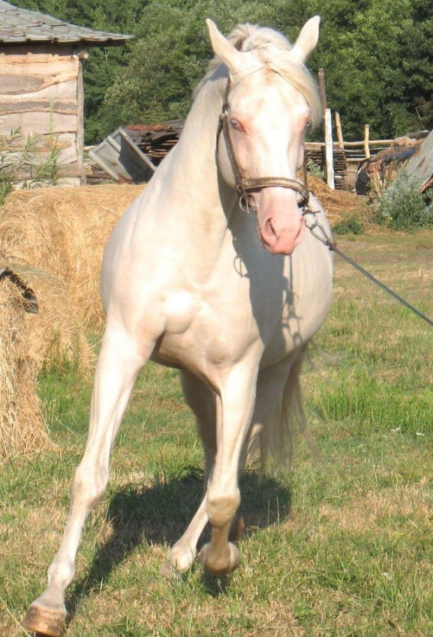 bonsun i jego źrebaki