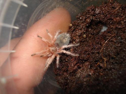 Grammostola rosea L3