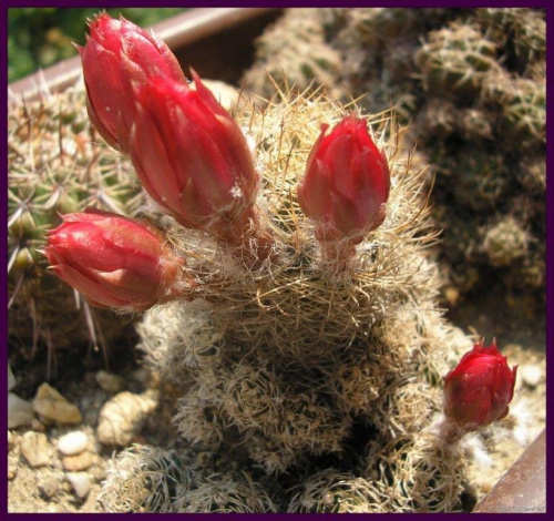 wiosenne pączki Lobivia schieliana #kaktusy