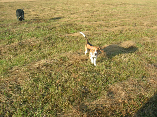 starszy Tupuś #pies #piesek #szczeniak #beagle