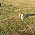 starszy Tupuś #pies #piesek #szczeniak #beagle