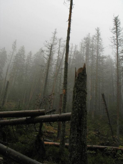 Był las... #góry #tatry