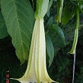 datura