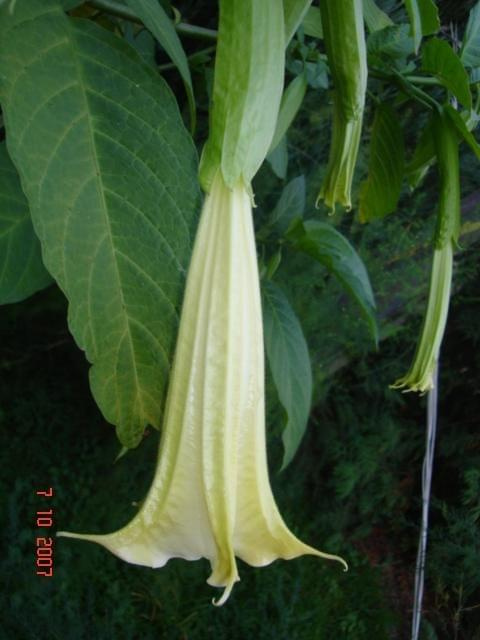 datura