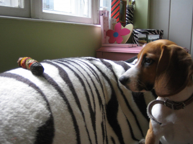 hipnoza ;) #pies #piesek #szczeniak #beagle