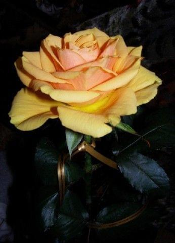Róży czar 3