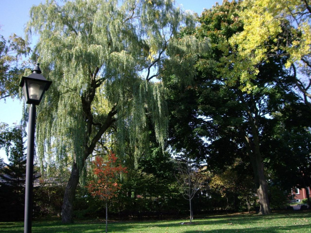 jesien w parku #park #Toronto #widoki #drzewa #jesien