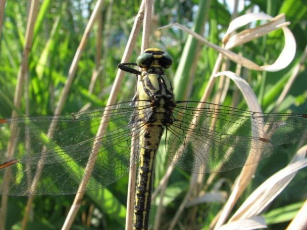 Ważka #Ważka #natura #przyroda #woda #makro