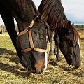 Farys z Ofirką #konie #koń #pastwisko