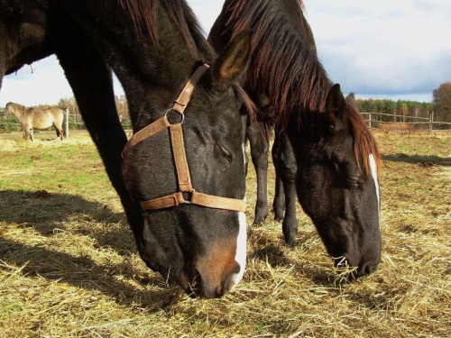 Farys z Ofirką #konie #koń #pastwisko