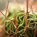 kaktus, meksyk, kwiat, stenocactus, multicostatus, kolekcja, echinocactus #kaktus #meksyk #kwiat #stenocactus #multicostatus #kolekcja #echinocactus
