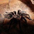 Brachypelma albopilosum - (Ptasznik kędzierzawy) #Pająki #zwierzęta #terraria