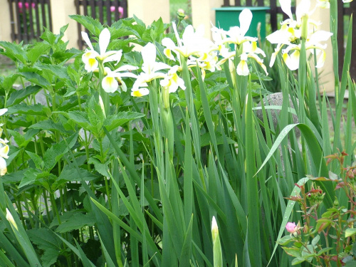 Kosaciec żółtawy - (Iris orientalis)