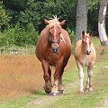 konie #konie #żrebaki