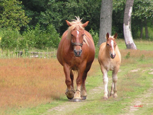 konie #konie #żrebaki