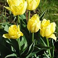 Tulipany botaniczne