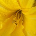 Lilia #lilia #ogród #natura #przyroda #kwiaty #lilie
