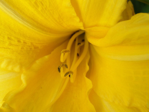 Lilia #lilia #ogród #natura #przyroda #kwiaty #lilie