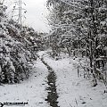 #fotografia #droga #śnieg #zima #las #drzewa