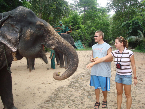 to feed elephant...