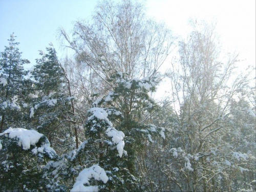 Pierwszy snieg listopad 2007