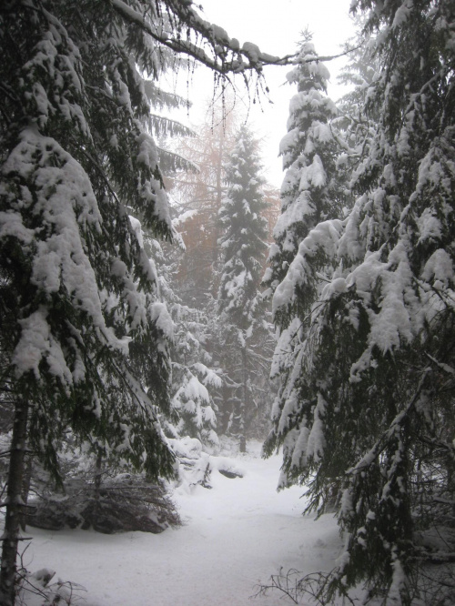 Piękną zimową aurę uzupełniały ośnieżone drzewka #Zlot1