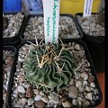 Echinofossulocactus hastatus