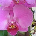 phalaenopsis #storczyki #orchidea