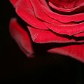 róża #róza #kwiat