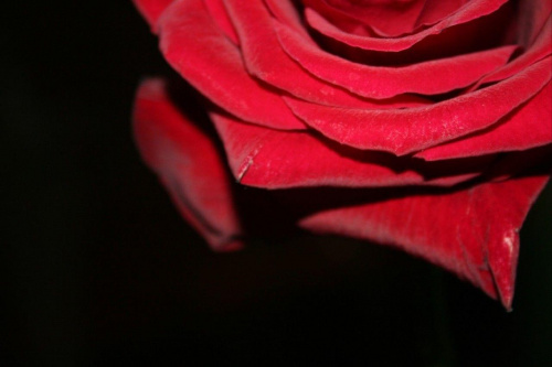 róża #róza #kwiat