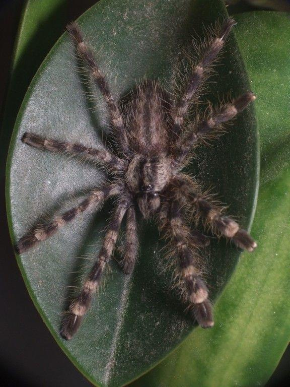 P. regalis