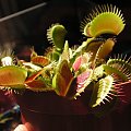 Dionaea musicpula 'red green' . trochę światła i się ladnie wybarwiła.