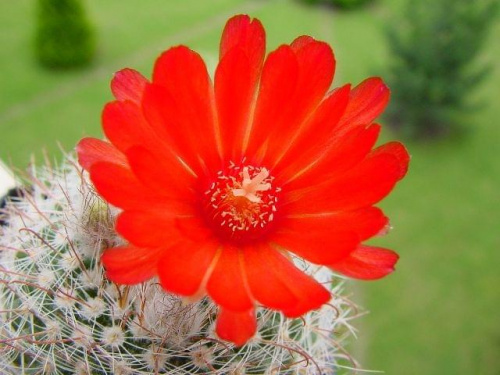 Parodia sanguiniflora