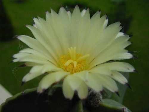 Astrophytum myriostigma v. nudum