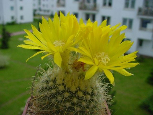Parodia aureispina