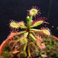 Drosera madagascariensis