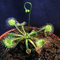 Rosiczka okrągłolistna - Drosera rotundifolia. Wystepuje w Polsce.