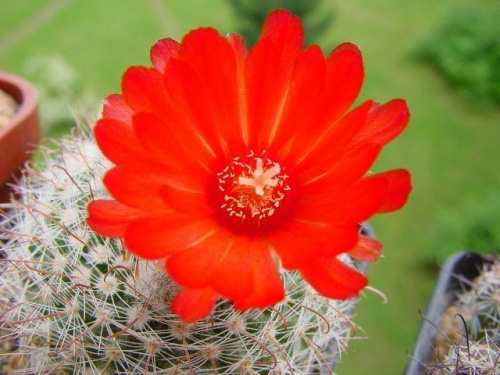 Parodia sanguiniflora