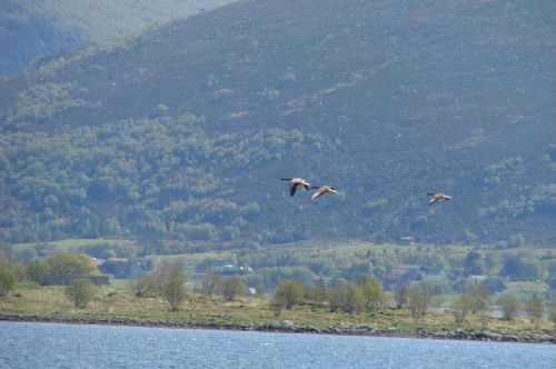 ptaki Norwegii