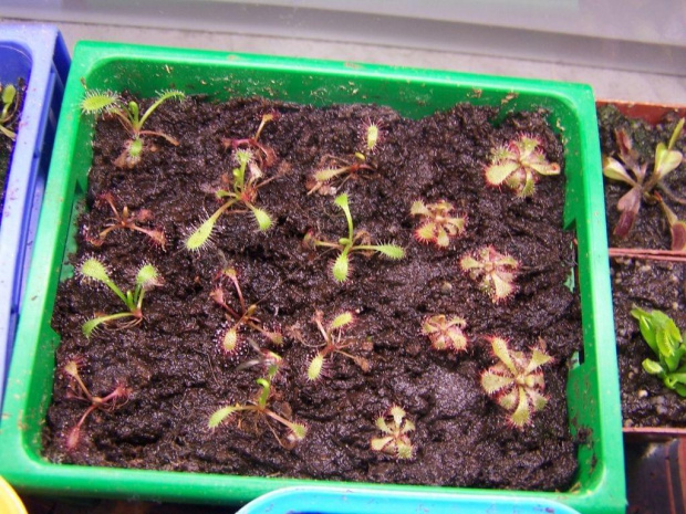 Małe kiełki drosera alice, capensis bradleaf i all red