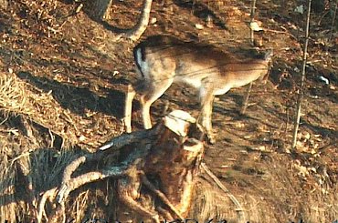 Zwierzaki #zwierzęta #sarenka #KrynicaMorska