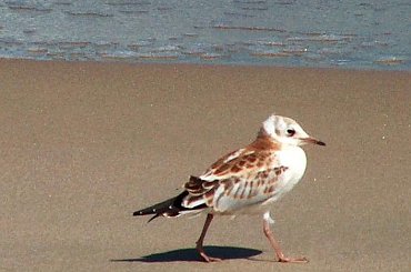 Ptaki #kaczki #KrynicaMorska #mewy #plaża #Ptaki #morze #urlop