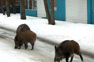 Zwierzaki #zwierzęta #dziki #KrynicaMorska